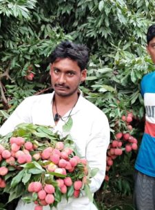 litchi farmers in punjab